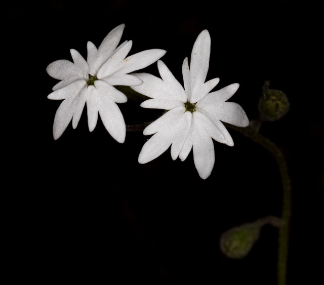 Lithophragma 18-9324.jpg